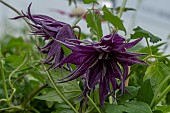 CLEMATIS VIOLET SURP{RISE