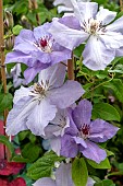 CLEMATIS BLUE COTILLION