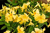 SUNDAVILLEA GOLD