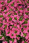 SCAVEOLA SURDIVA IMPROVED FASLIM PINK