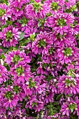 SCAVEOLA SURDIVA NEW PURPLE