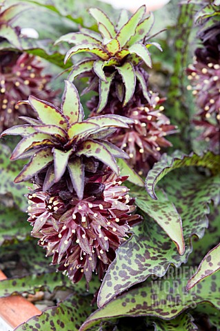 EUCOMIS_VANDERMERWEI