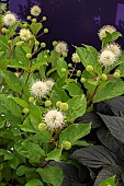 CEPHALANTHUS OCCIDENTALIS