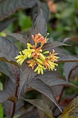 DIERVILLEA BOCOMADADE MAGICAL DARK DELIGHT