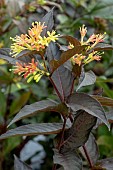 DIERVILLEA BOCOMADADE MAGICAL DARK DELIGHT
