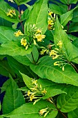 DIERVILLEA SPLENDENS FIREFLY