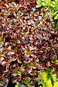 COPROSMA INFERNO