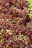 COPROSMA INFERNO