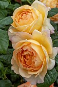 ROSA CIRCLE OF LIFE