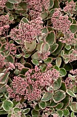 SEDUM LA VIE EN ROSE