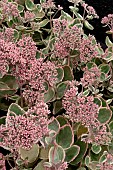 SEDUM LA VIE EN ROSE