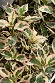 HYDRANGEA EUPHOMA PINK