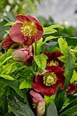 HELLEBORUS HELLO RED