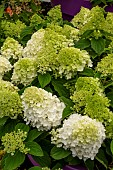 HYDRANGEA LITTLE HETTIE
