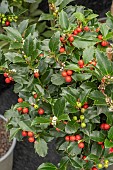 ILEX BLUE MAID