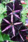 PETUNIA PINSTRIPE