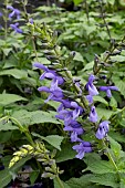 SALVIA LAKE COMO