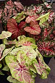 CALADIUM MIXED