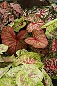 CALADIUM MIXED