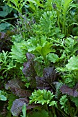 SALAD LEAVES ORIENTAL MIXTURE