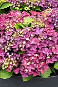 HYDRANGEA DEEP PURPLE DANCE