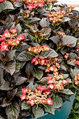 HYDRANGEA BLACK DIAMOND AFTER MIDNIGHT