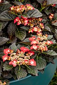 HYDRANGEA BLACK DIAMOND AFTER MIDNIGHT