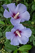 HIBISCUS SYRIACUS MARINA