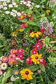 ANNUAL MIXED FLOWERS