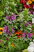 MONARDA HYBRIDA LAMBADA