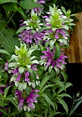 MONARDA HYBRIDA LAMBADA