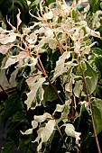 CORNUS KOUSA WATERMELON SUGAR SENSE