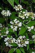 VIBURNUM PLICATUM WATANABE;