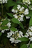 VIBURNUM PLICATUM WATANABE;