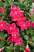SUNDAVILLEA CLASSIC PINK