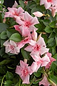 SUNDAVILLEA CREAM PINK