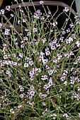 VERBENA LAVENDER LACE