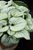 BRUNNERA MACRPHYLLA JACK OF DIAMONDS