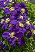CLEMATIS NEONKA