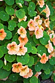 TROPAEOLUM JUST PEACHY