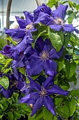CLEMATIS BALTIC WAVE