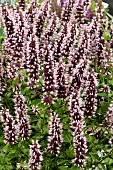 AGASTACHE BEELICIOUS PINK PBR (AGAPAK)