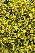 WEIGELA FLORIDA BUBBLY WINE (R)