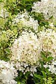 HYDRANGEA GROUND BREAKER BLUSH