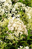 HYDRANGEA GROUND BREAKER BLUSH