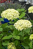 HYDRANGEA ARBORESCENS SUBLIME ANNABELLE (SMNHRL)