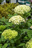 HYDRANGEA ARBORESCENS SUBLIME ANNABELLE (SMNHRL)
