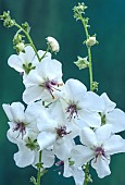 VERBASCUM CRETICUM ALBUM