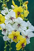VERBASCUM CRETICUM & VERBASCUM CRETICUM ALBUM