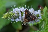 DAY-FLYING MINT MOTH